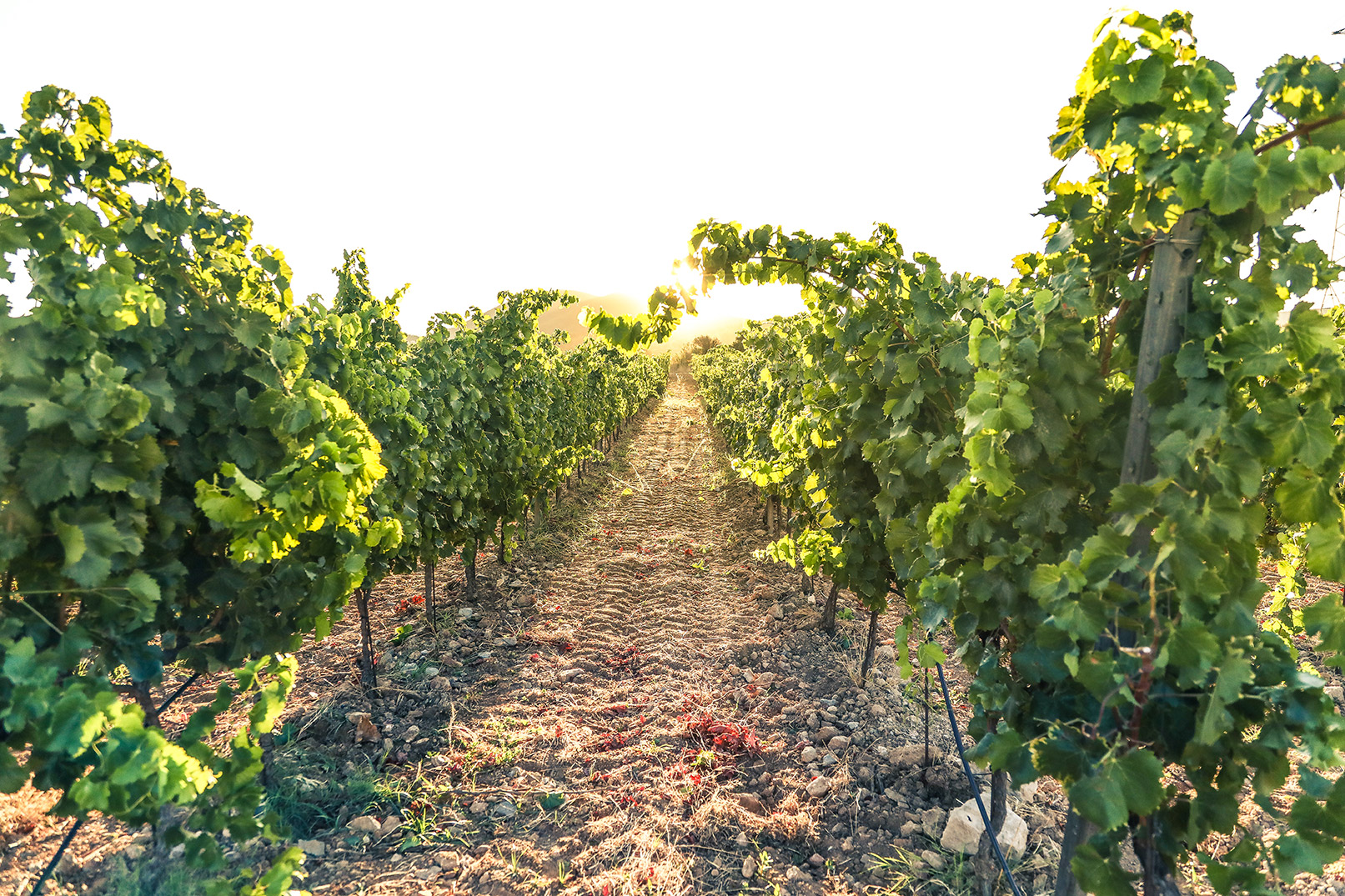 vignes du domaine viticole Château la Valetanne à La Londe les Maures