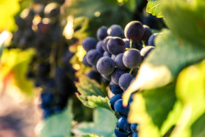 vignes du domaine viticole La Londe les Maures Château la Valetanne