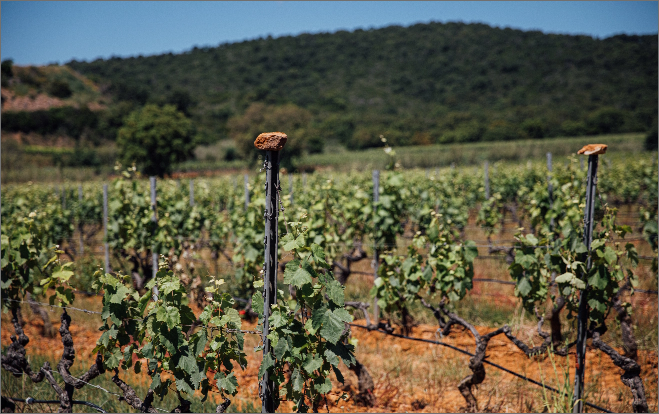 photo des vignes