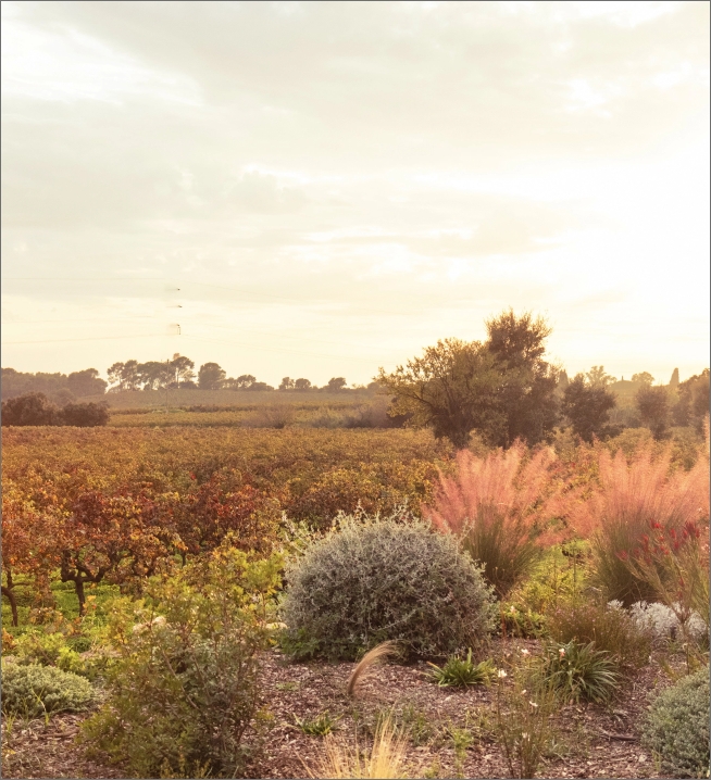 photo du vignoble