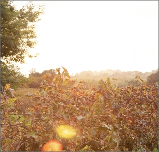 photo du vignoble