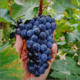 cinsault