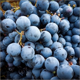 grenache