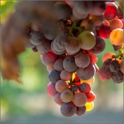 mourvedre