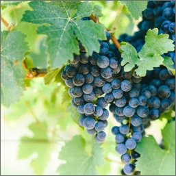 syrah