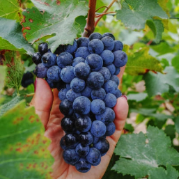 Cépage expressif aux notes de fruits rouges, violette et épices, apportant finesse et caractère.