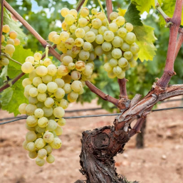 Cépage frais et aromatique, aux notes de fruits blancs et d'agrumes, alliant finesse et harmonie.